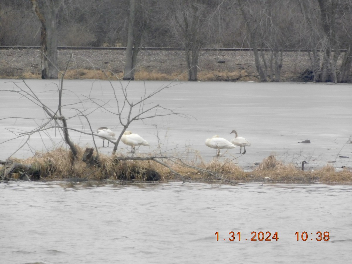 Tundra Swan - ML614262128