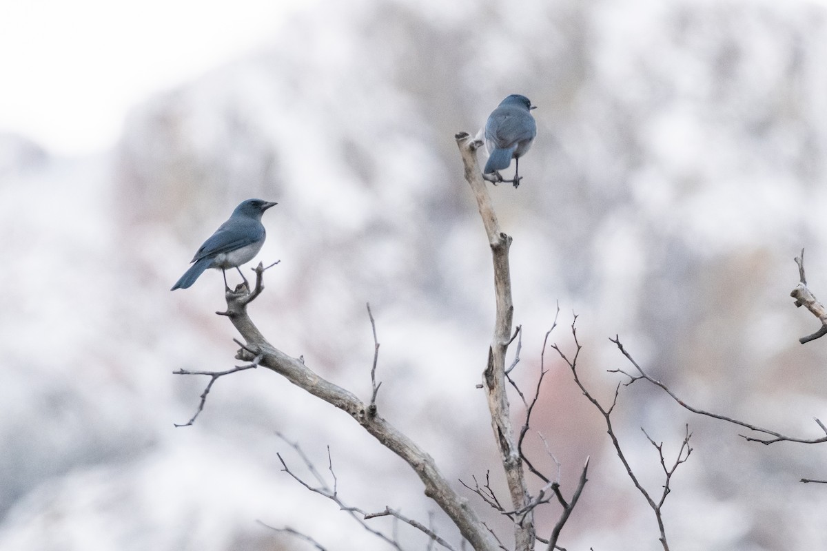 Mexican Jay - ML614262136