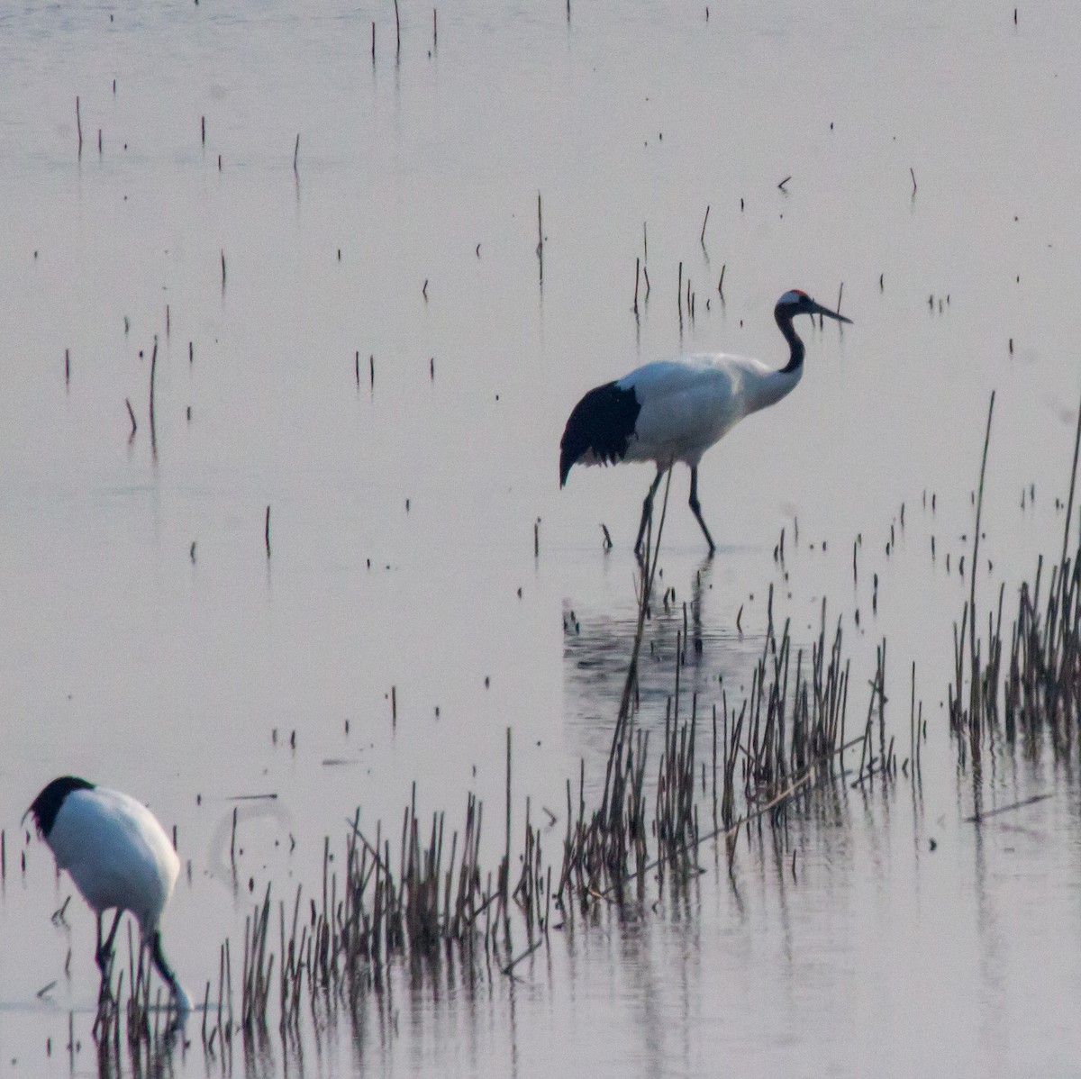 Red-crowned Crane - ML614262161