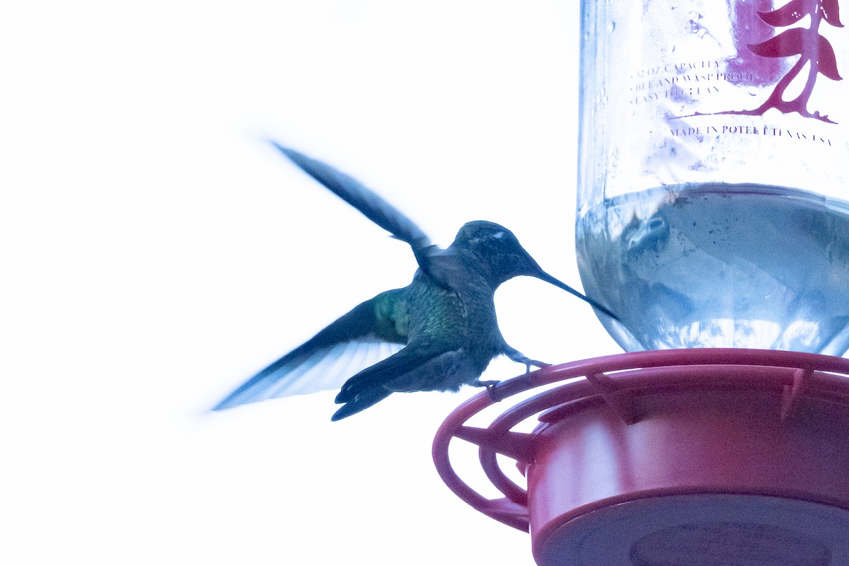 kolibřík skvostný - ML614262178