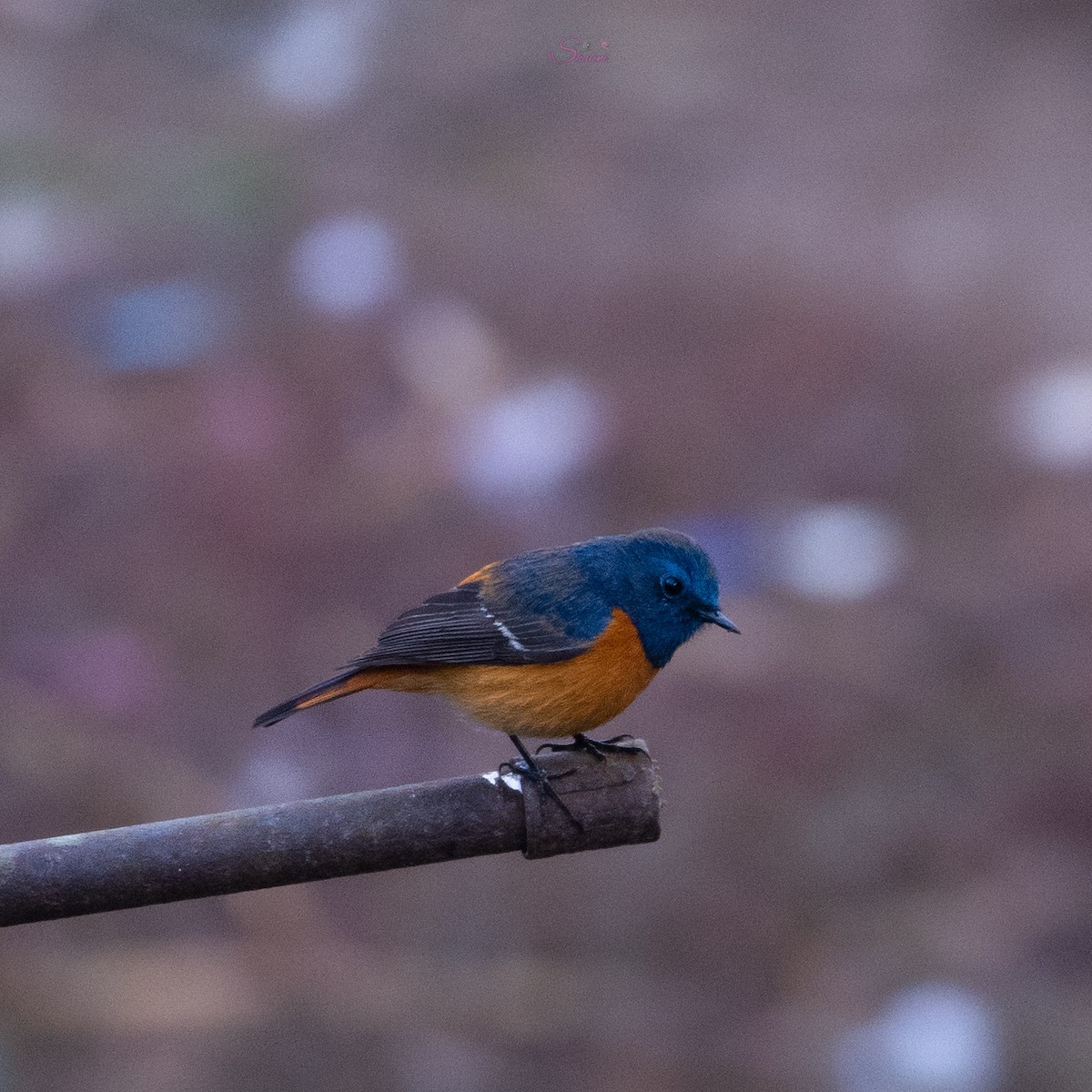 Blue-fronted Redstart - ML614262242