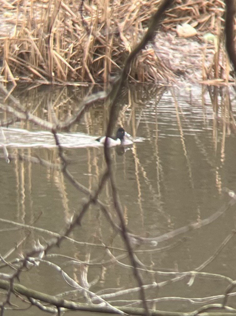 Ring-necked Duck - John Shamgochian