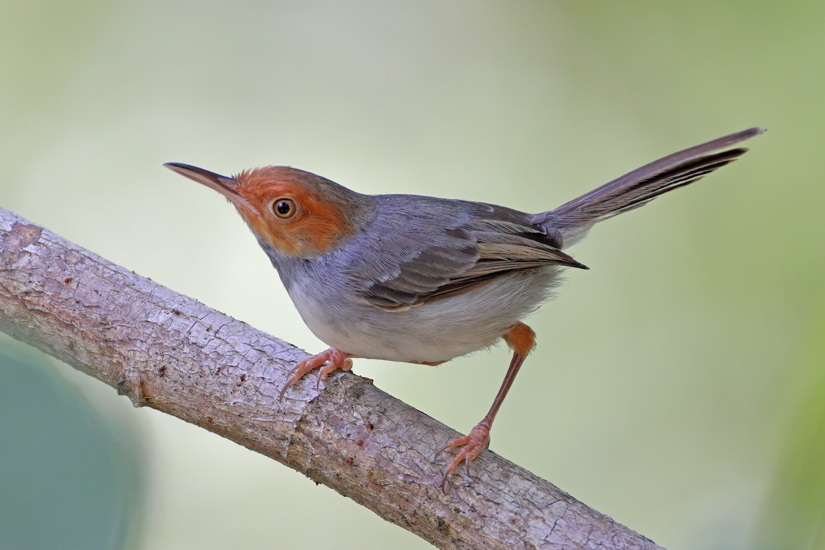 Ashy Tailorbird - ML614262338