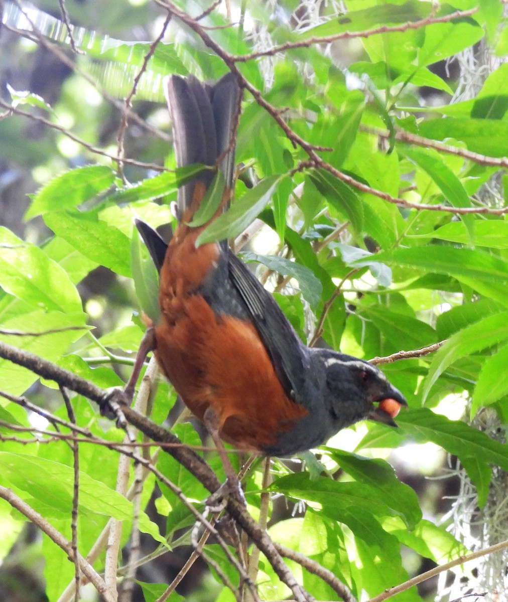 Rufous-bellied Mountain Tanager - ML614262343