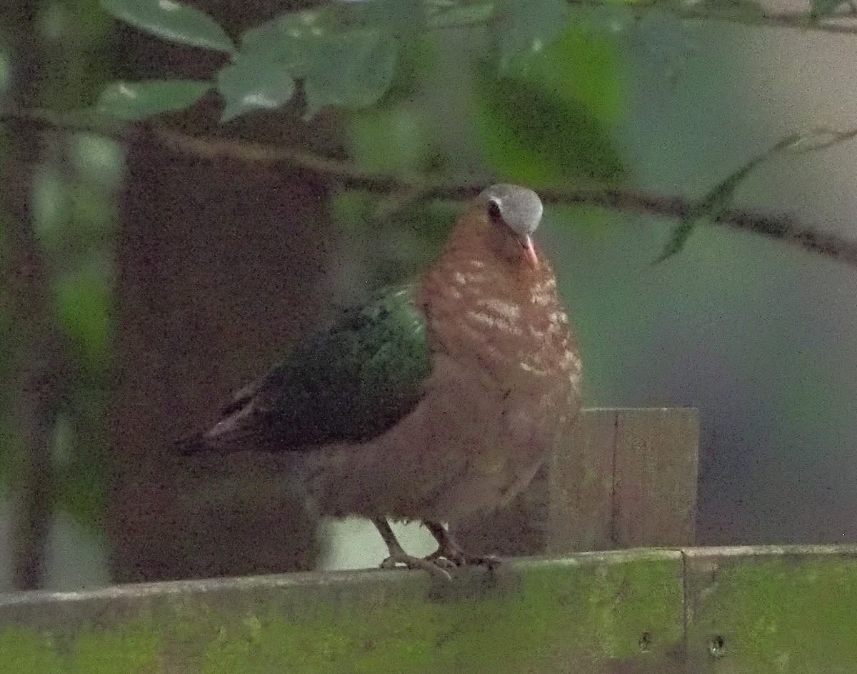 Asian Emerald Dove - Edmond & Elza Cheng