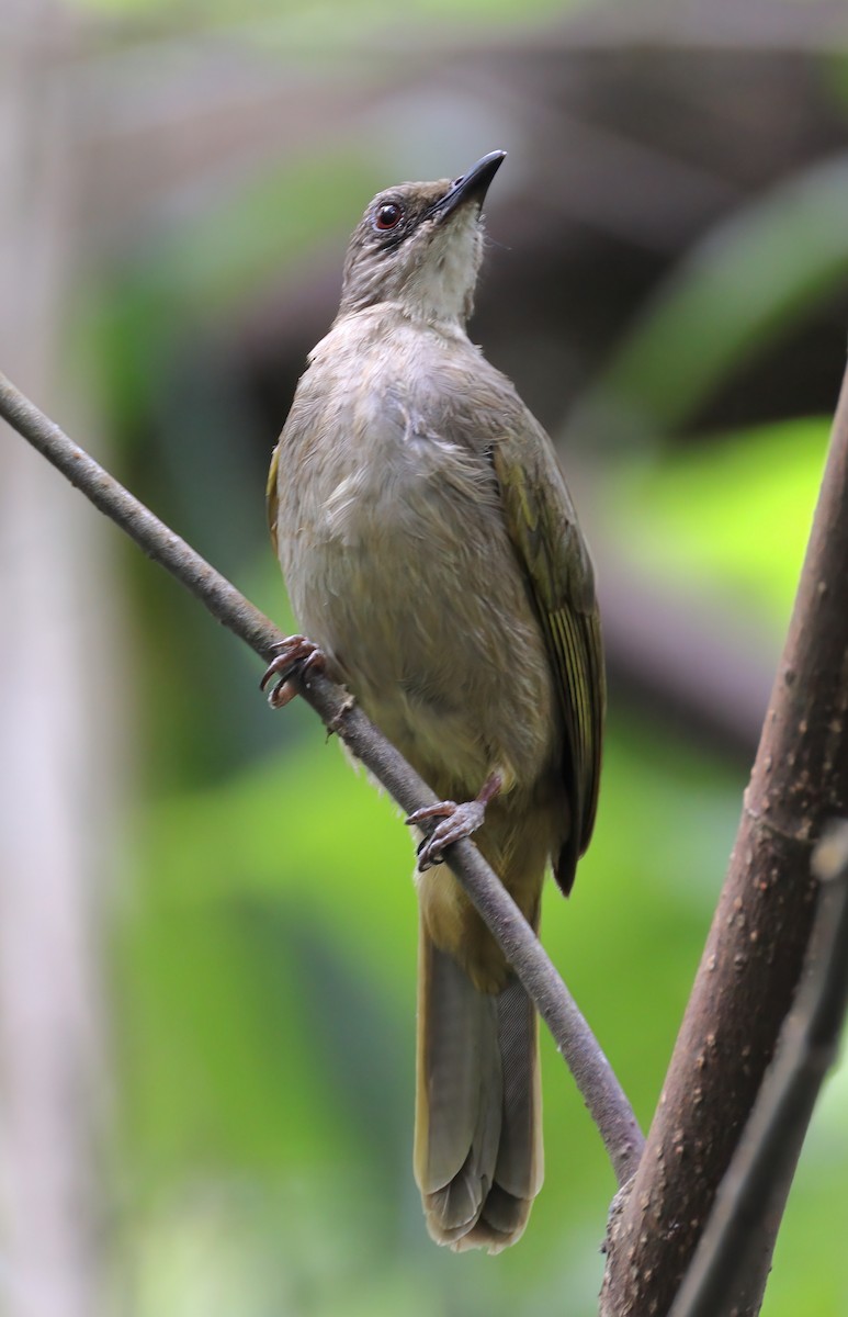 Olive-winged Bulbul - sheau torng lim