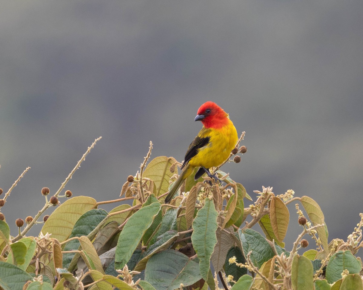 Red-hooded Tanager - ML614262389