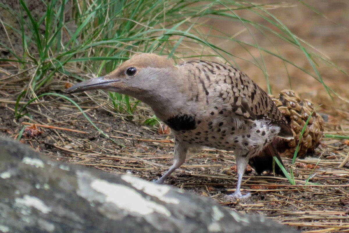 Northern Flicker - ML614262397