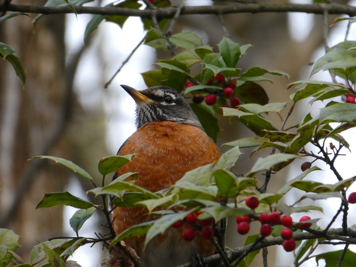 American Robin - ML614262445