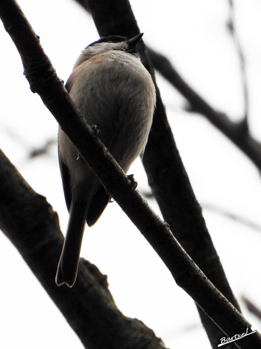 Marsh Tit - ML614262446