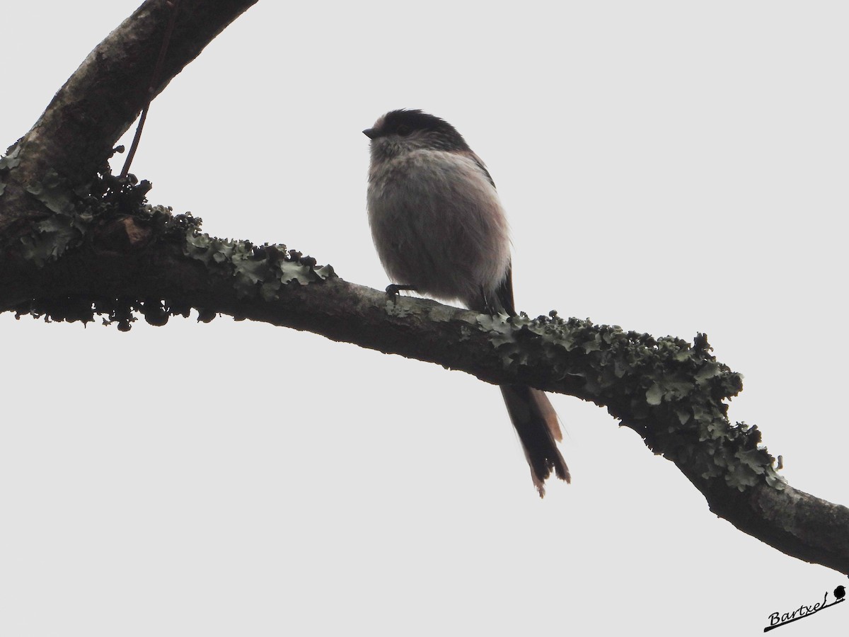 Long-tailed Tit - J. Alfonso Diéguez Millán 👀