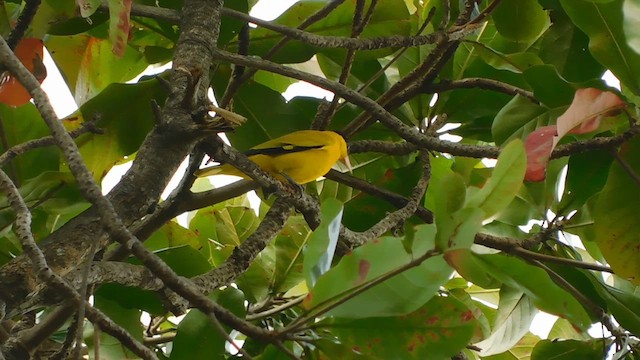 Black-naped Oriole - ML614262485