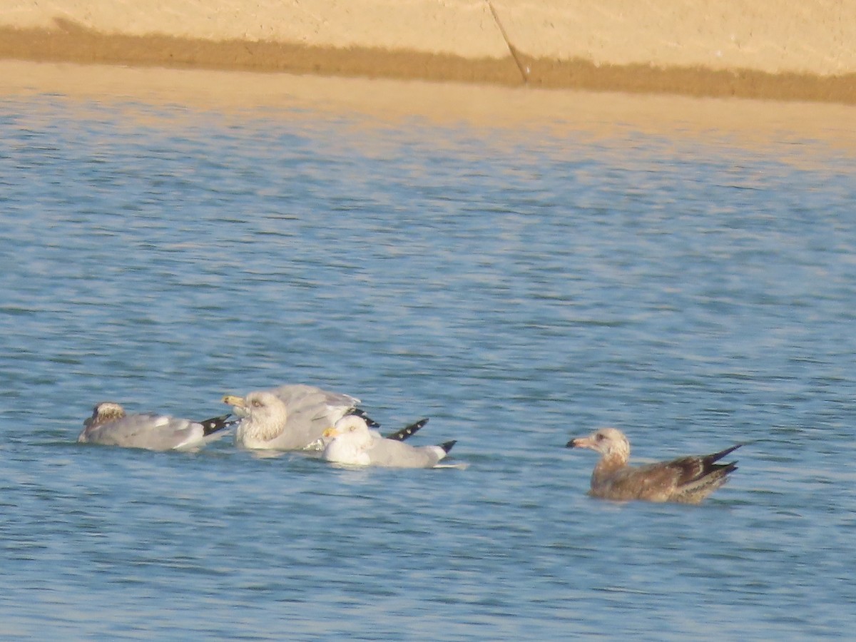 Herring Gull - Tina Tan