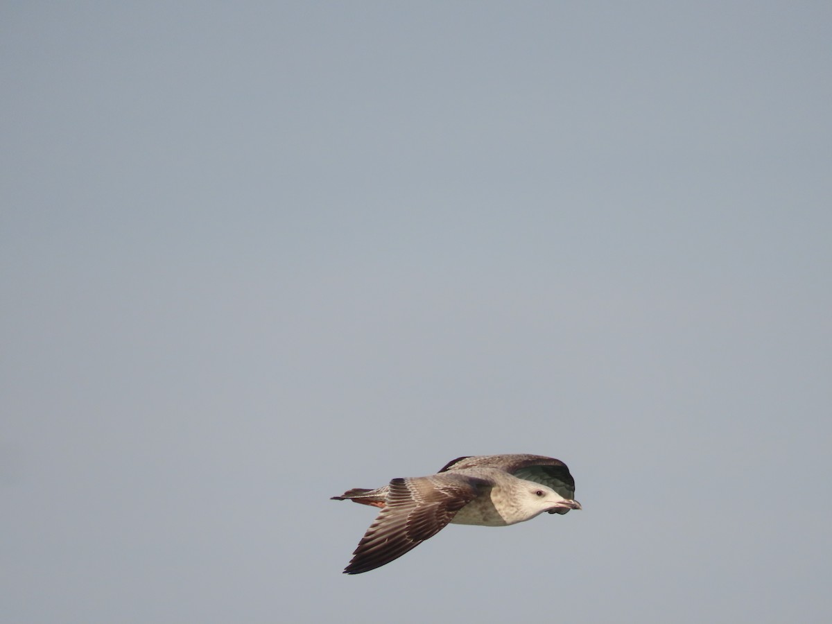 Herring Gull - Tina Tan