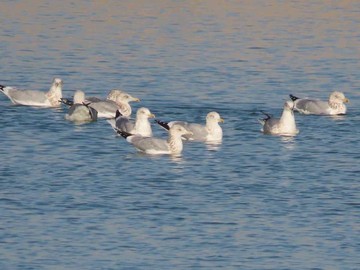 Goéland argenté - ML614262505