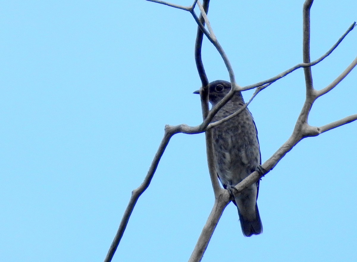 Cotinga porphyrion - ML614262515