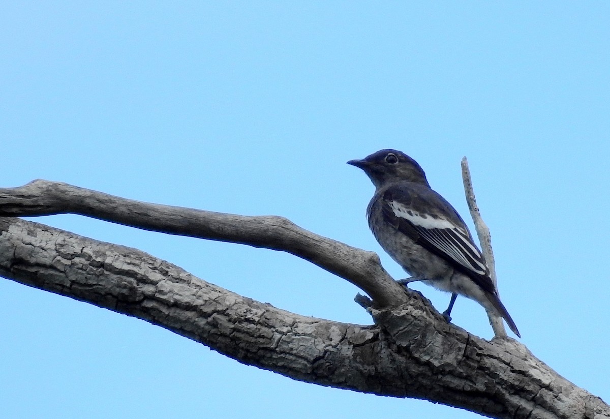 Cotinga porphyrion - ML614262516