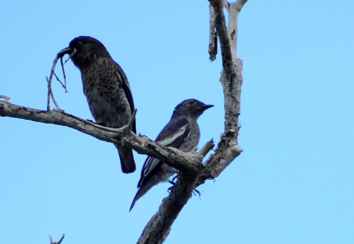 Cotinga porphyrion - ML614262517