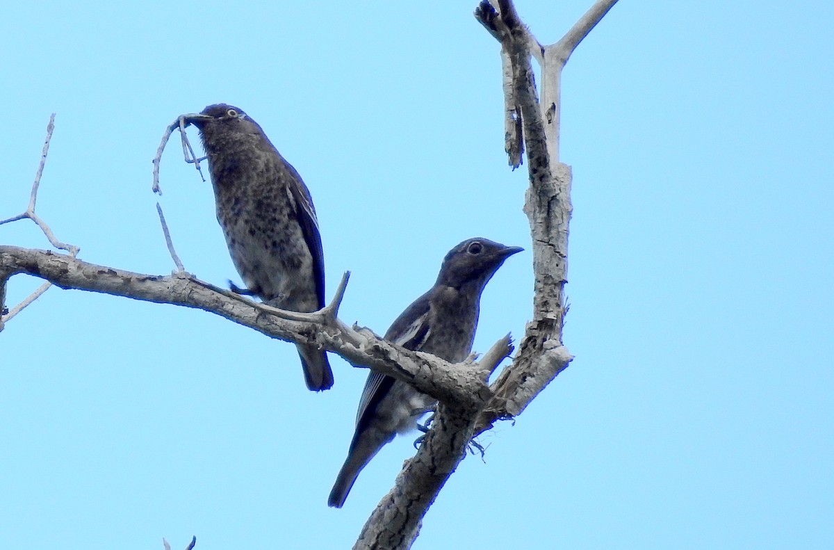 Cotinga porphyrion - ML614262518