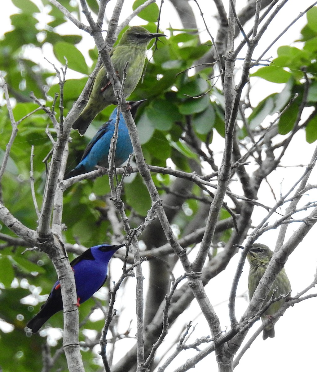 Blue Dacnis - ML614262576