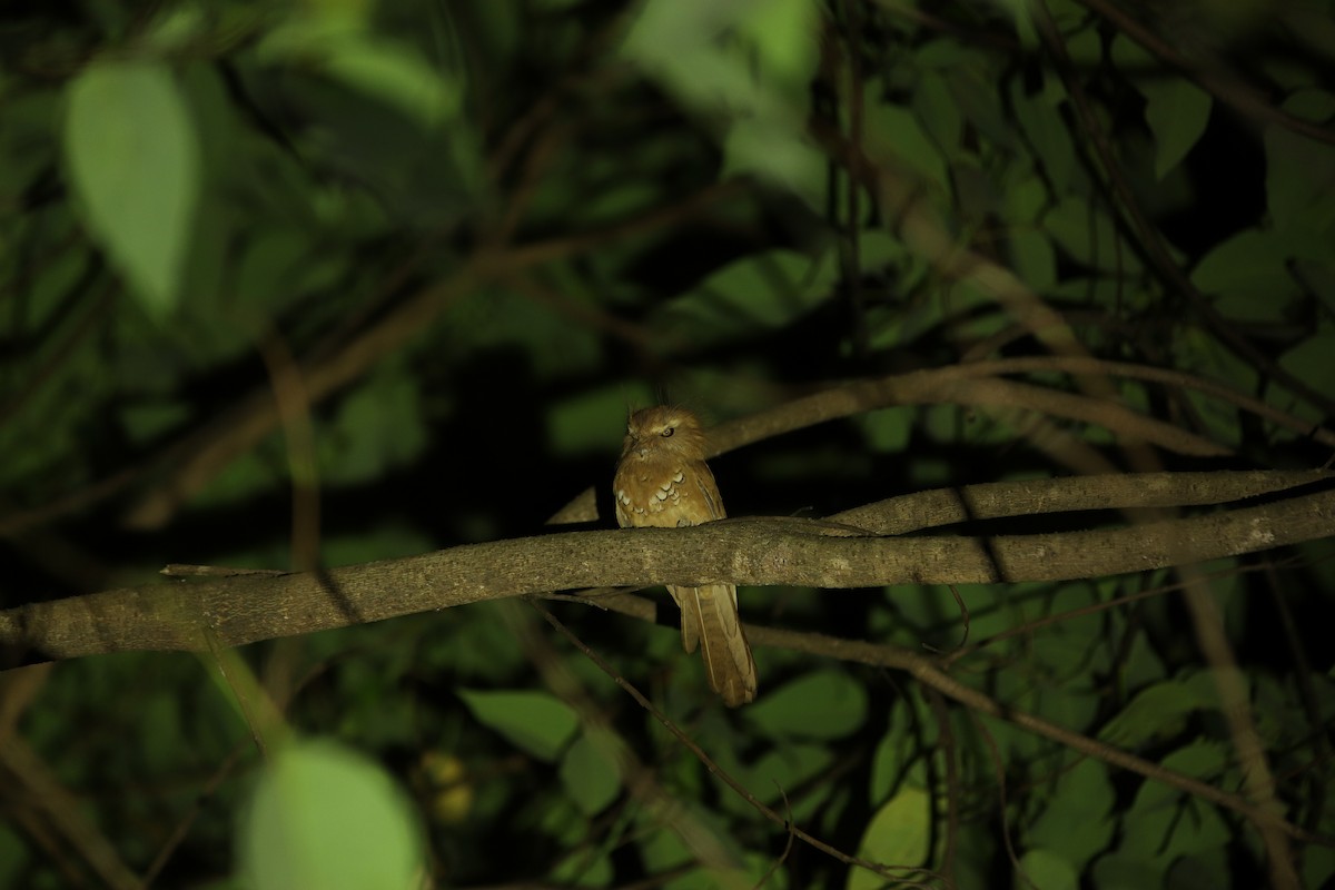 Hodgson's Frogmouth - ML614262680