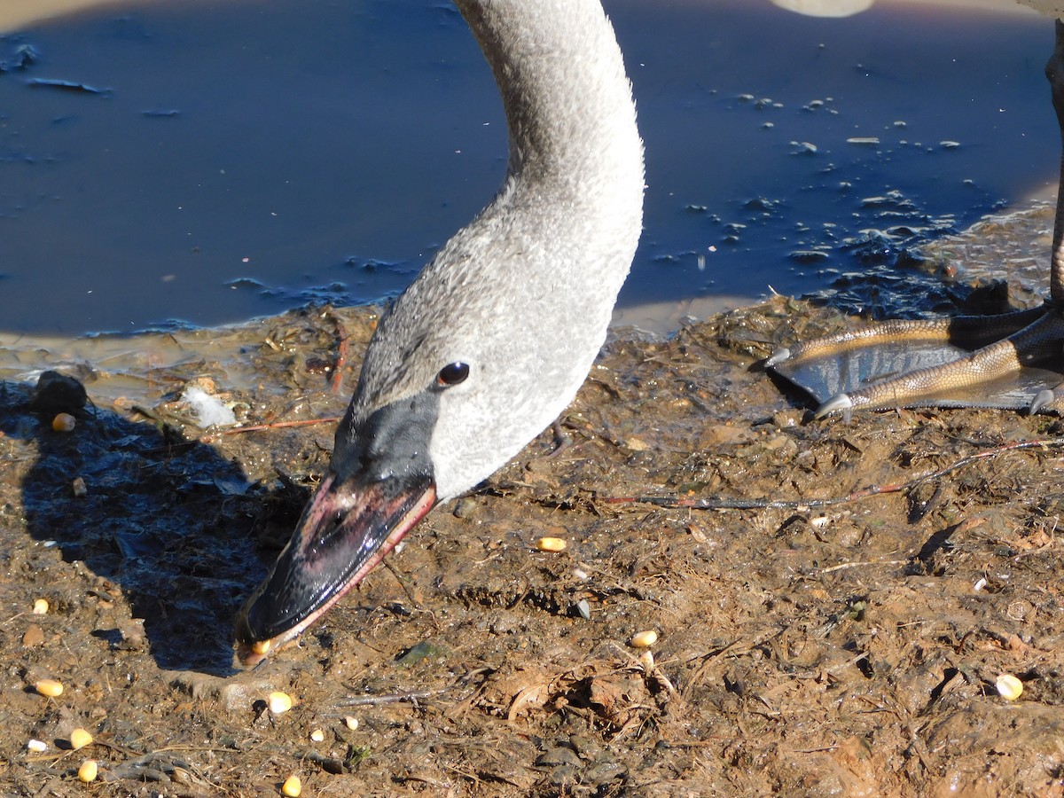 Trumpeter Swan - ML614262727