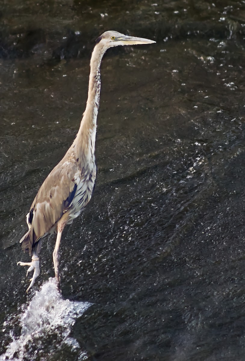 Great Blue Heron - ML614262761