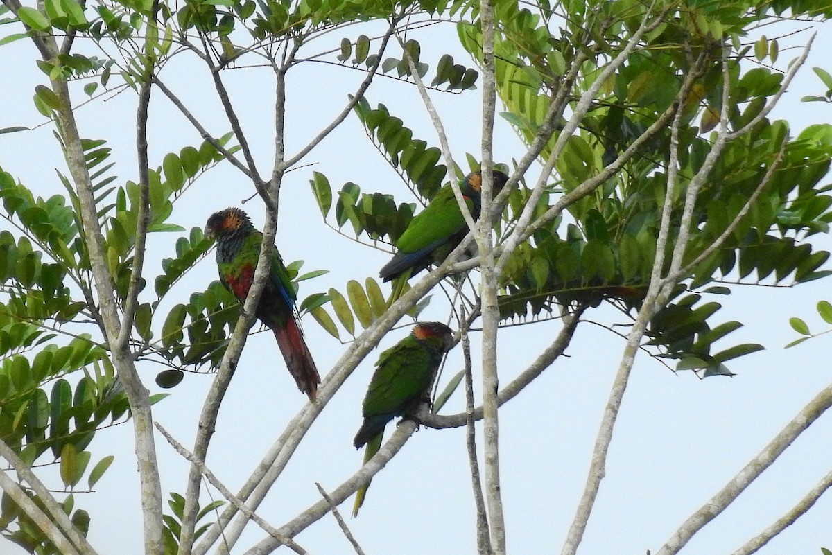 Ochre-marked Parakeet - ML614262823