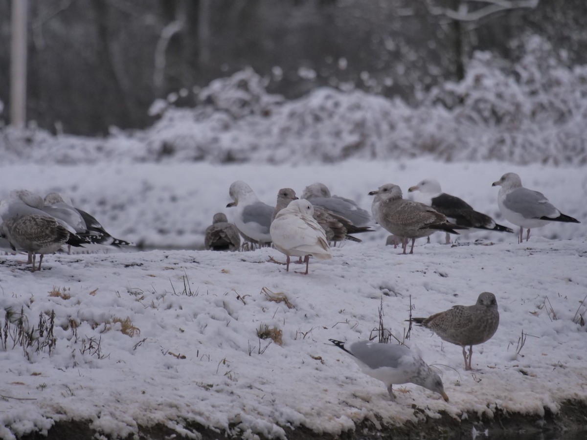 Glaucous Gull - Robert Strickland