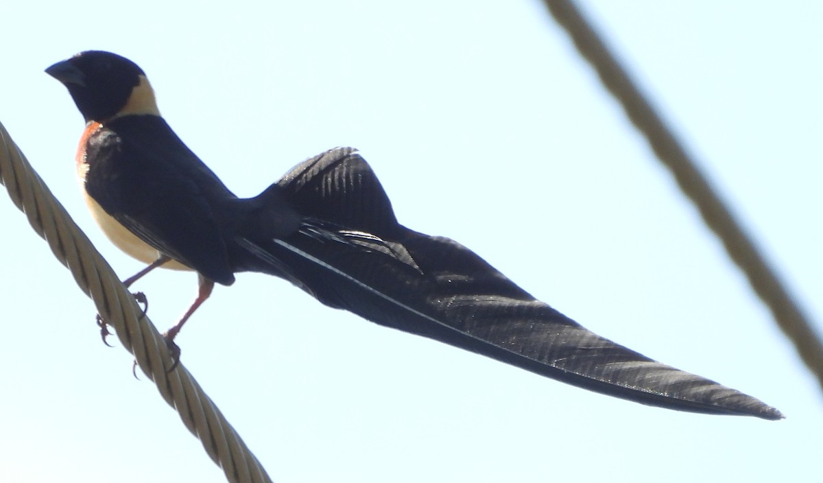 Broad-tailed Paradise-Whydah - ML614262850