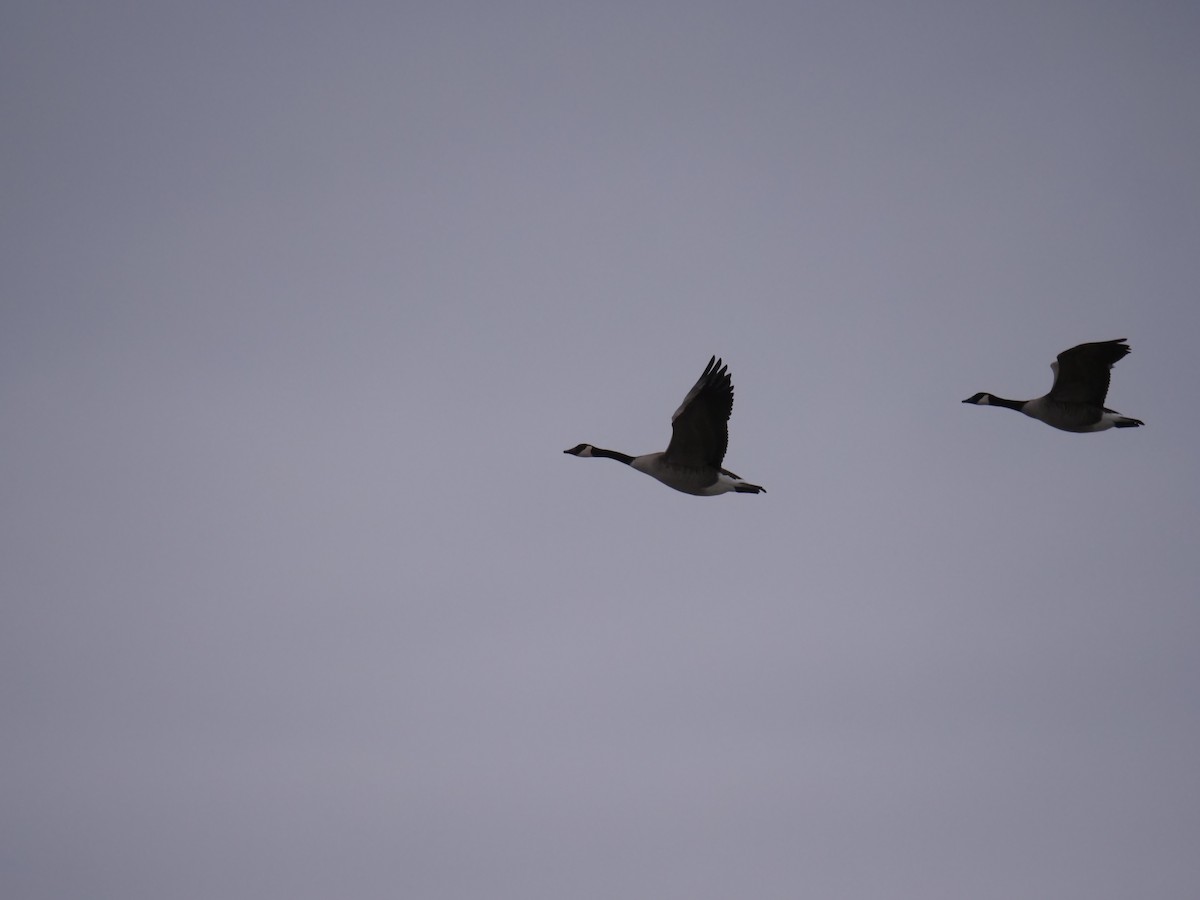 Canada Goose - Robert Strickland