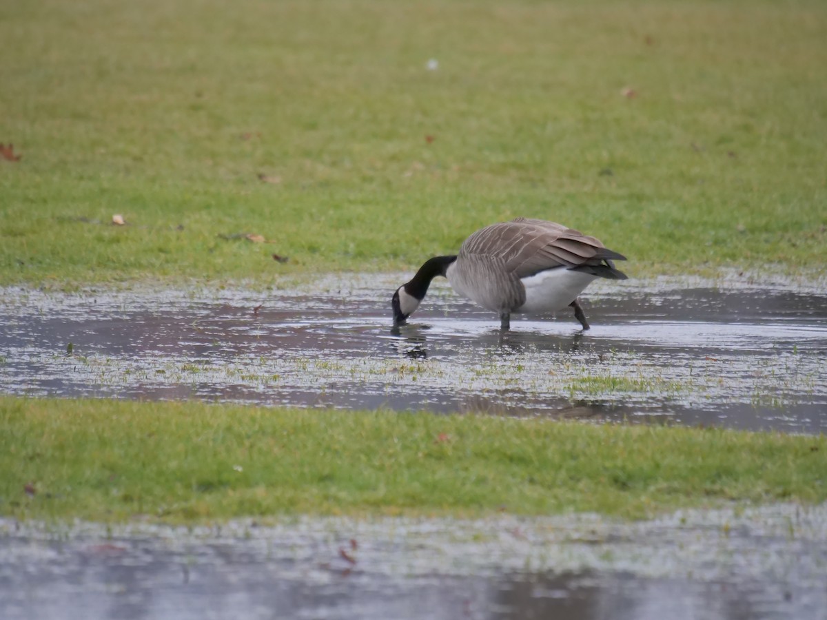 Canada Goose - Robert Strickland