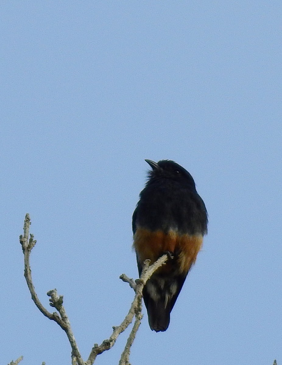 Swallow-winged Puffbird - ML614262863