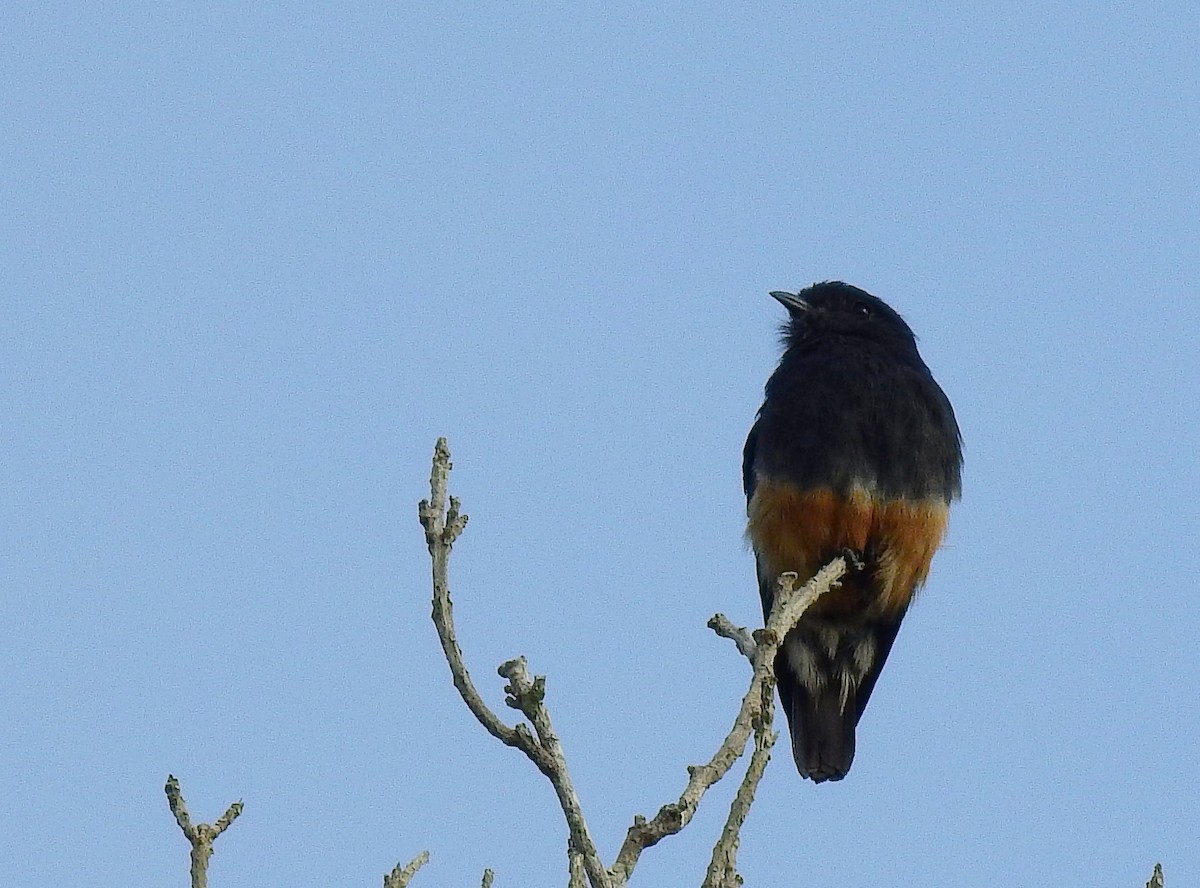 Swallow-winged Puffbird - ML614262864