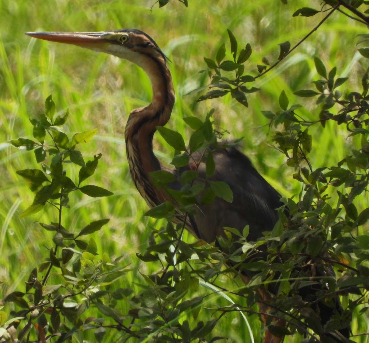 Purple Heron - ML614262922