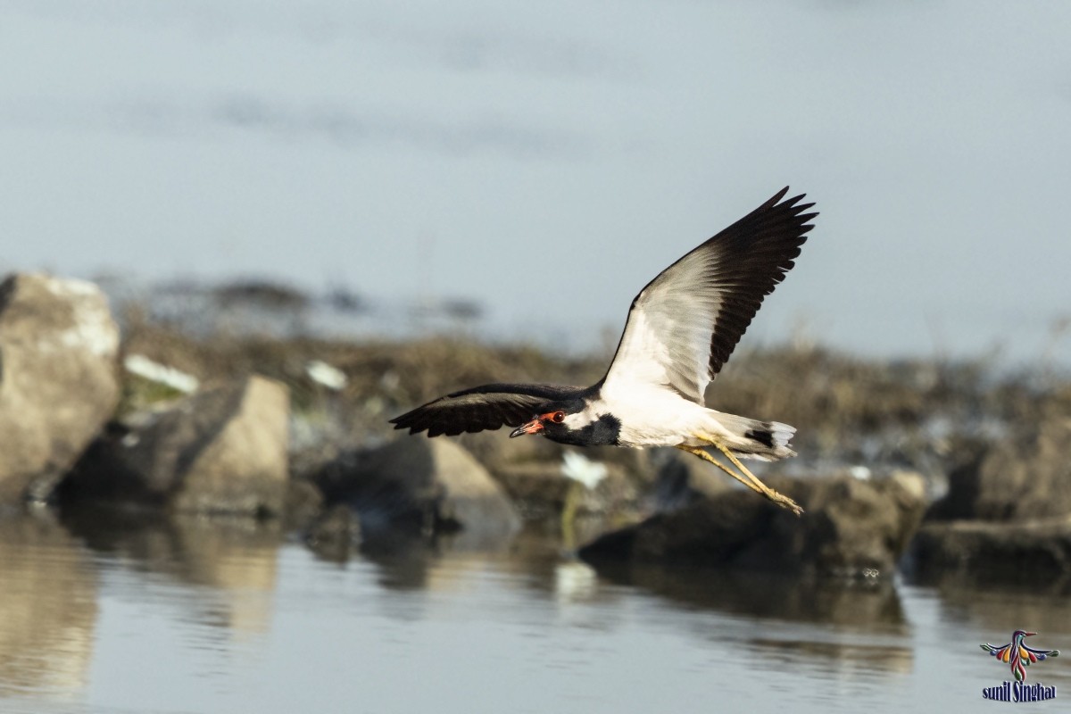 Red-wattled Lapwing - Sunil Singhal