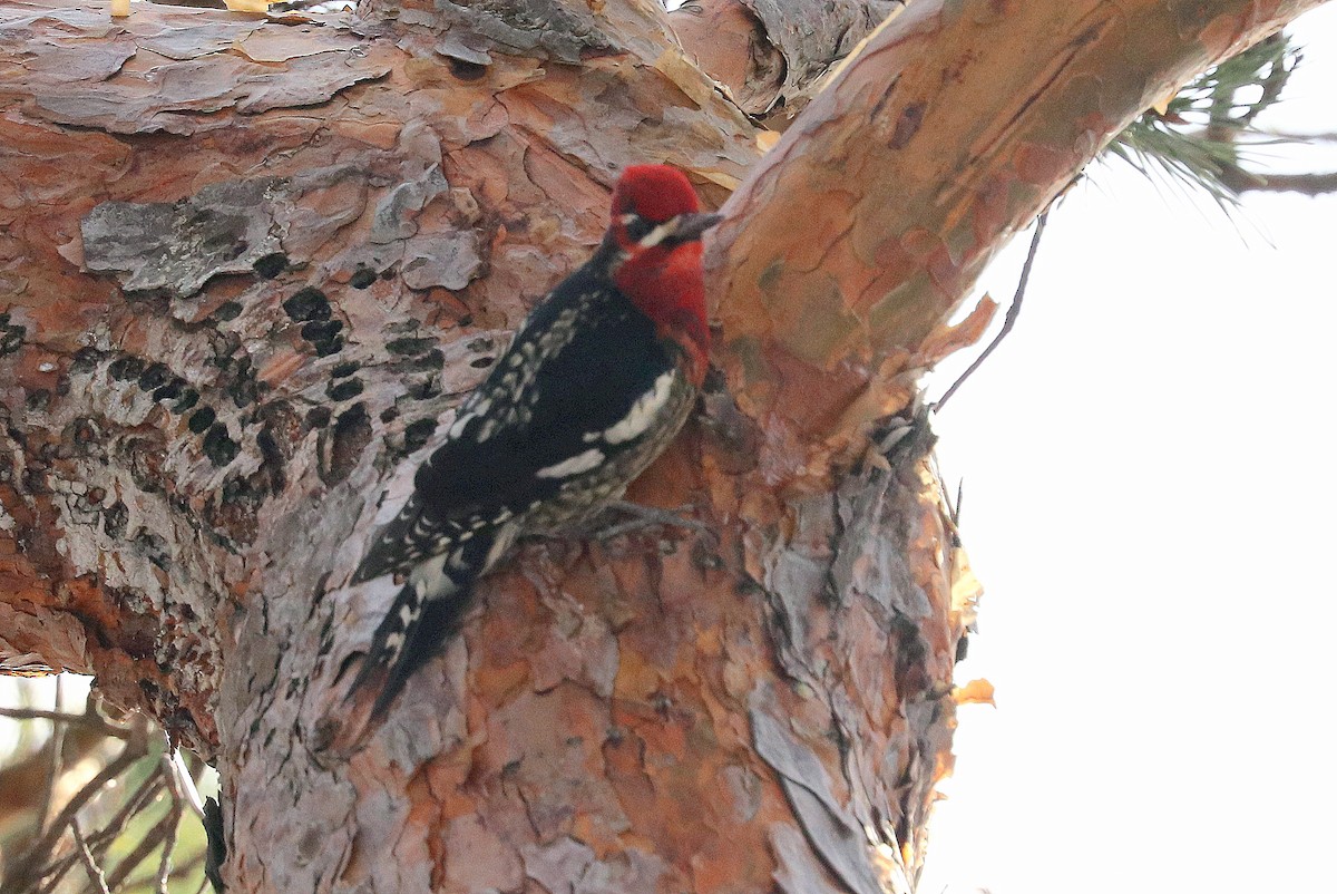 Red-naped x Red-breasted Sapsucker (hybrid) - terrance carr