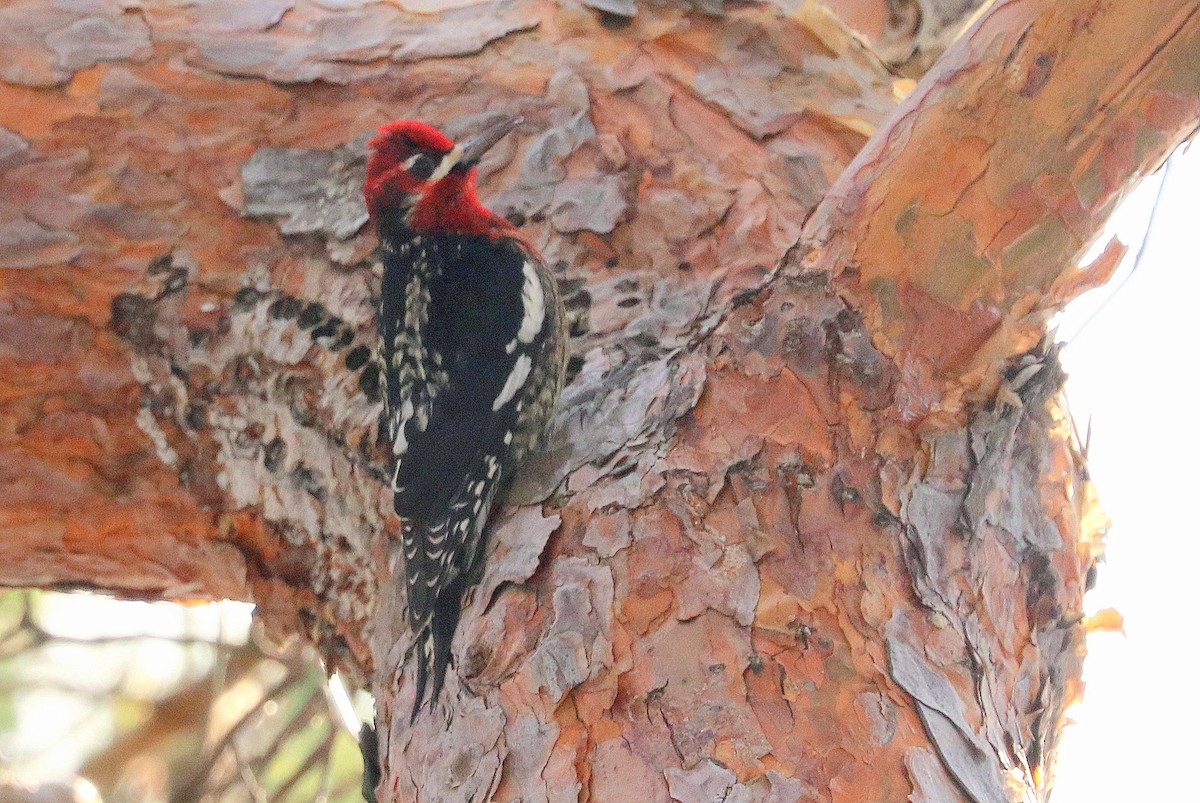 Red-naped x Red-breasted Sapsucker (hybrid) - terrance carr