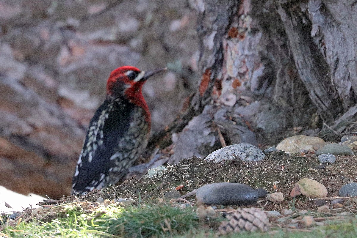 Red-naped x Red-breasted Sapsucker (hybrid) - terrance carr