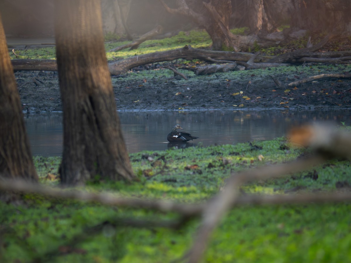 White-winged Duck - varun tipnis