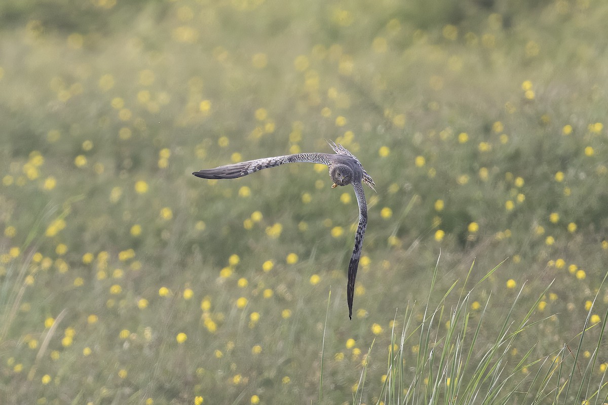 Pied Harrier - Mike Hooper