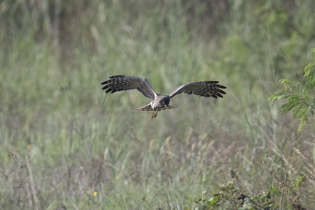 Pied Harrier - Mike Hooper