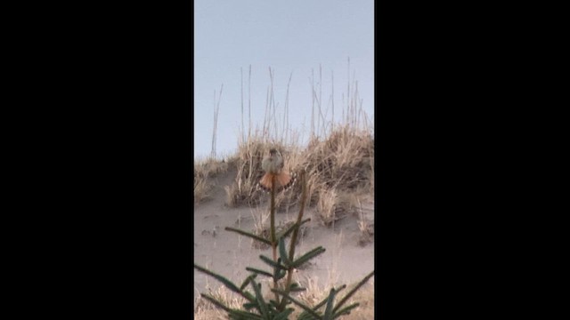 American Kestrel - ML614263079