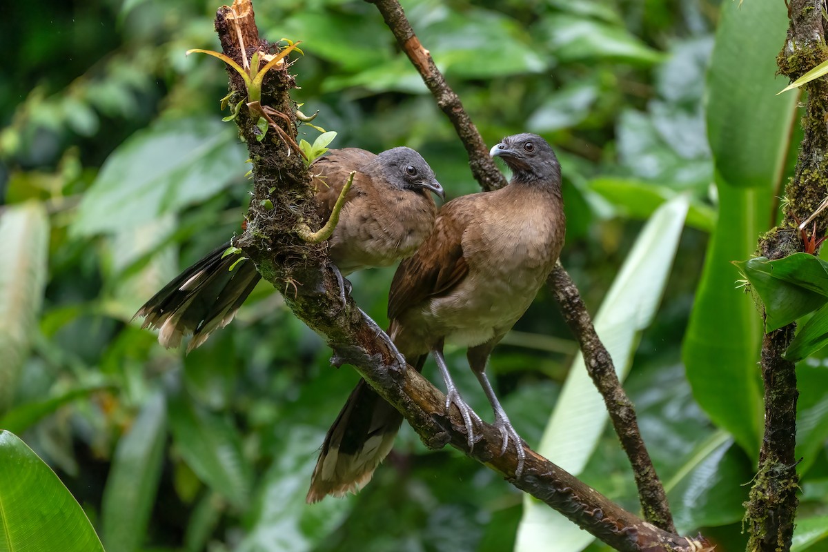 Gray-headed Chachalaca - Linnet Tse