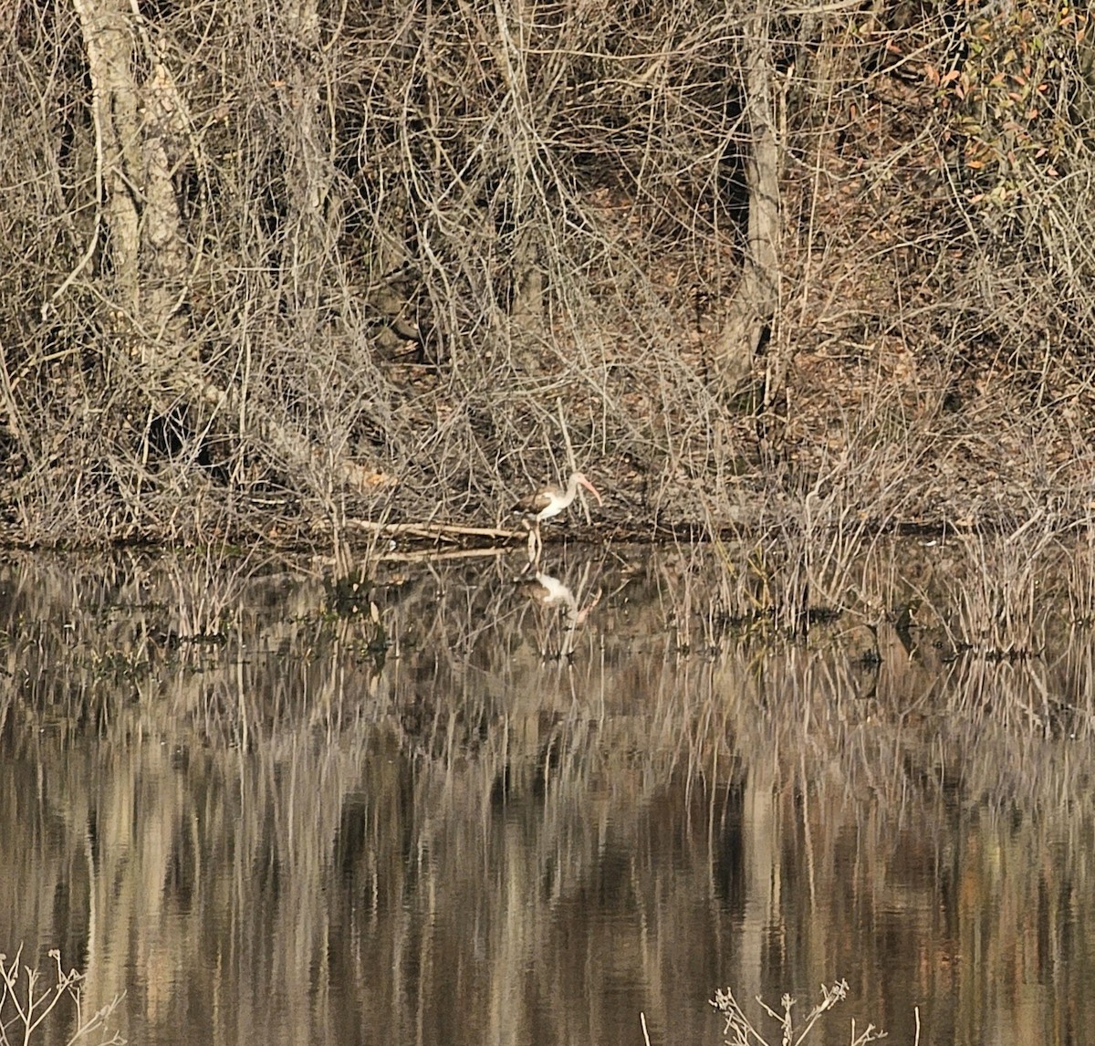 White Ibis - ML614263187