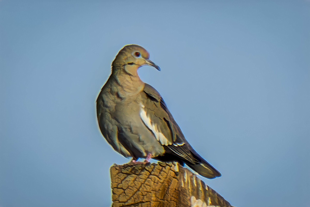 White-winged Dove - ML614263192