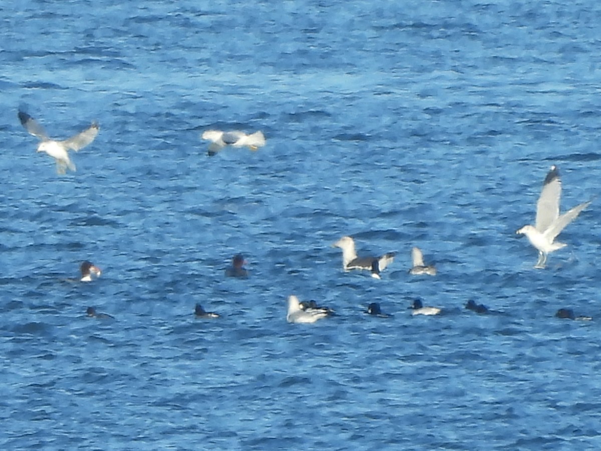 Lesser Black-backed Gull - ML614263215