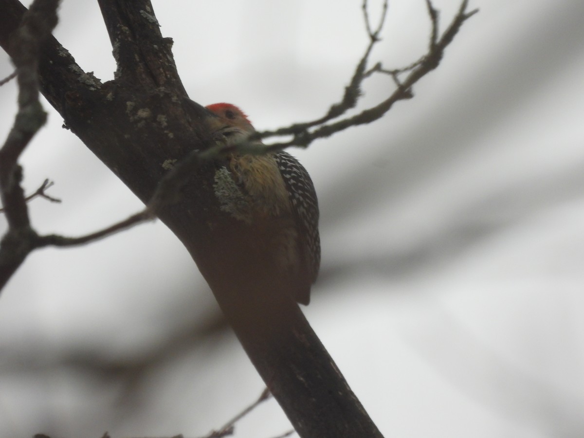 Red-bellied Woodpecker - ML614263246
