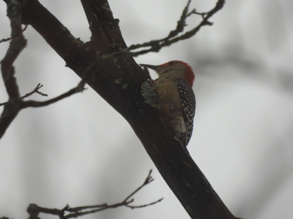 Red-bellied Woodpecker - ML614263247