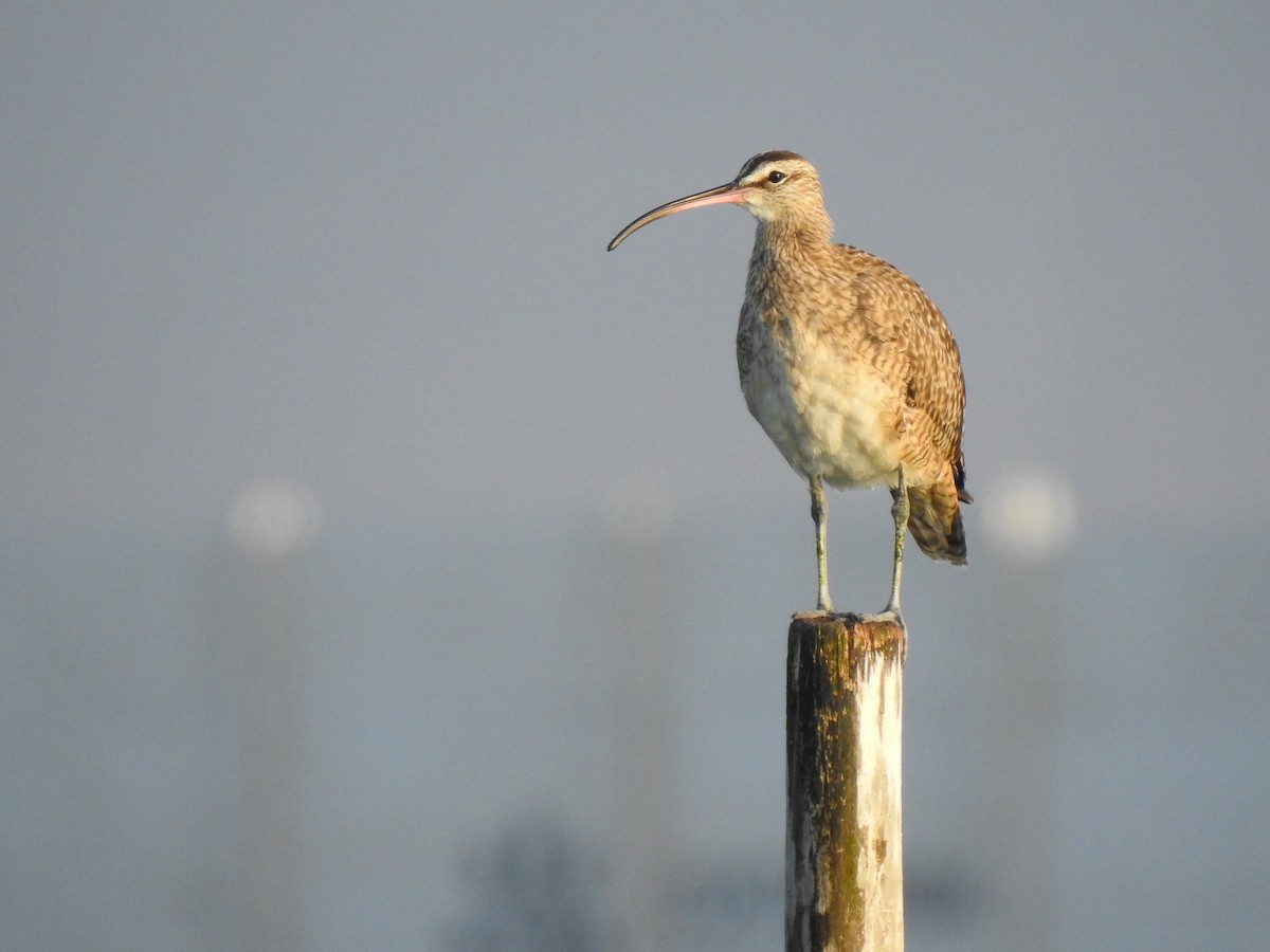 Whimbrel - Renato Huayanca M. - CORBIDI